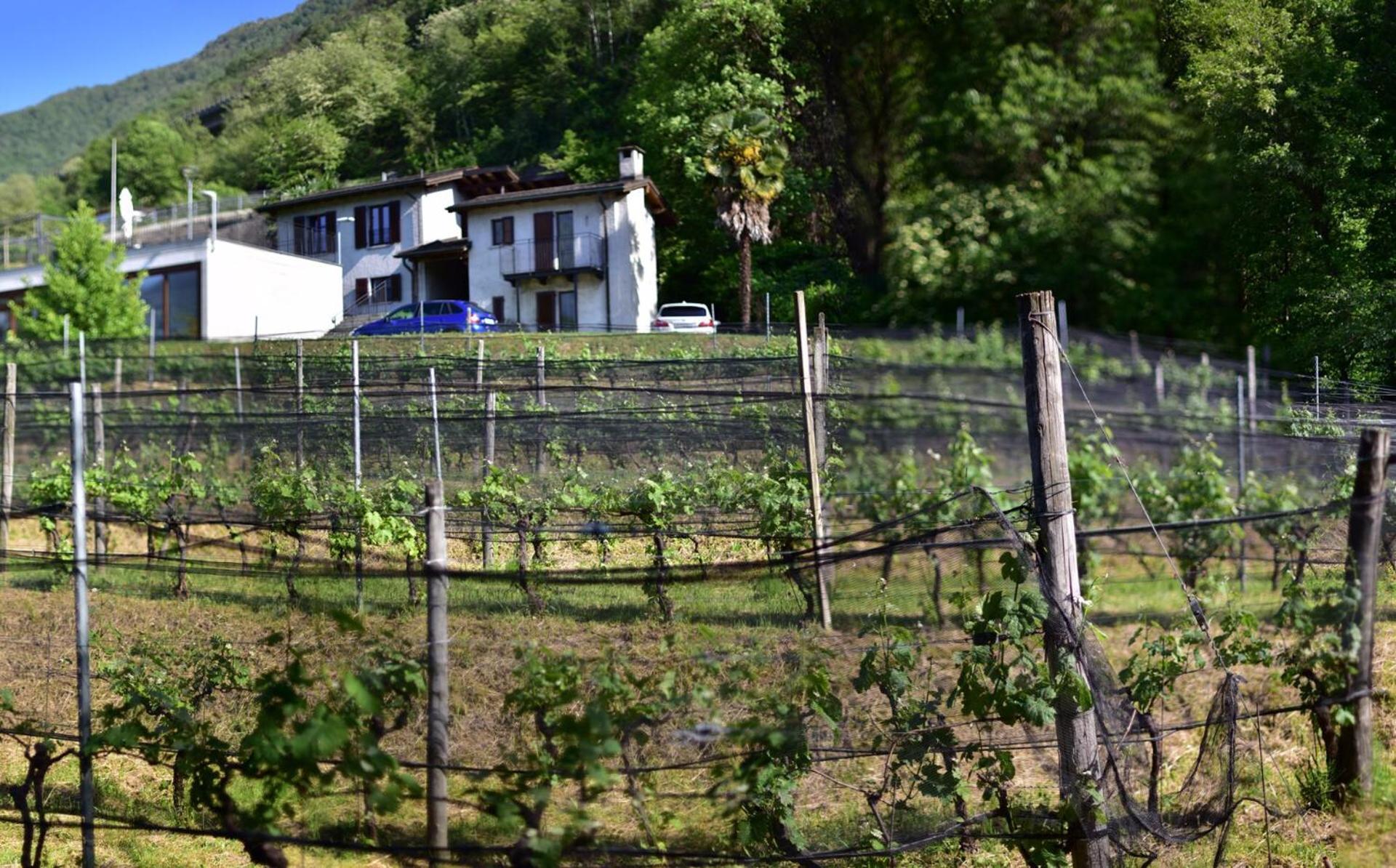 Viva Bacco Gambarogno Exterior foto