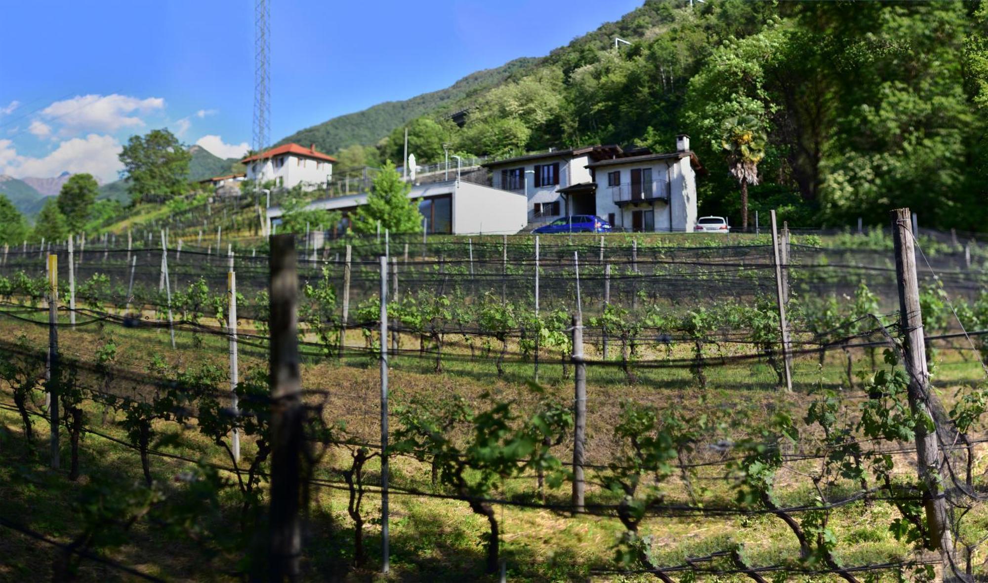 Viva Bacco Gambarogno Exterior foto